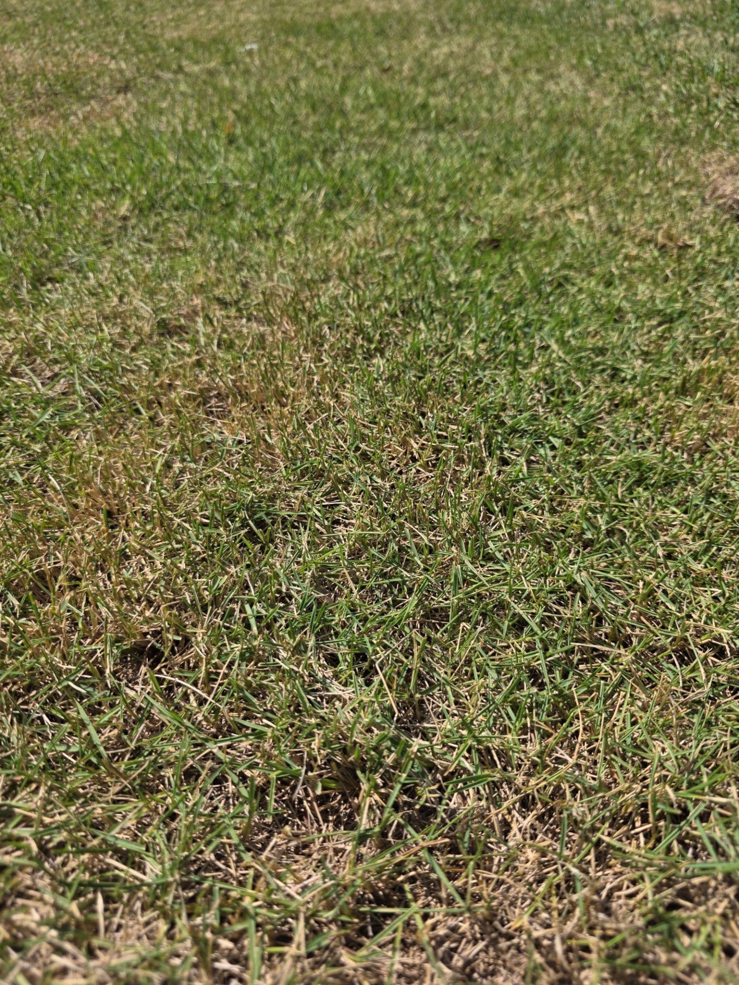 Bermudagrass