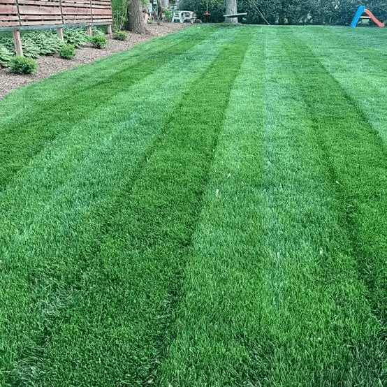Kentucky Bluegrass