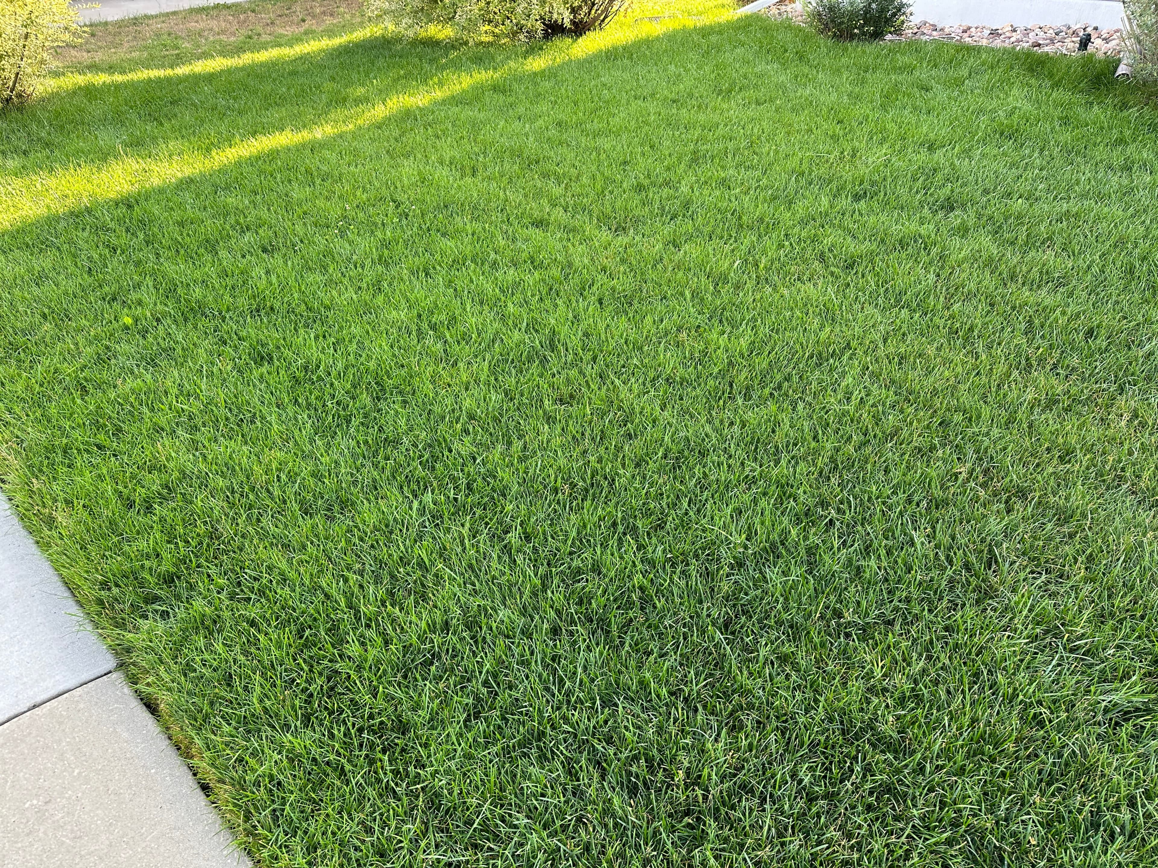 My Lawn!!