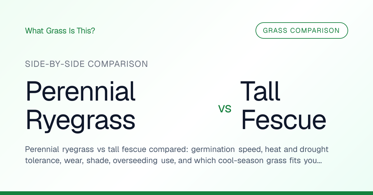 Perennial Ryegrass vs Tall Fescue: Comparison (2026) | What Grass Is This?