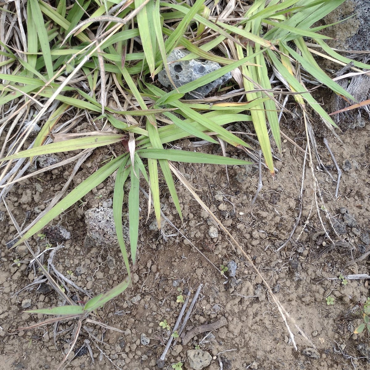 Photo by Kevin Faccenda on iNaturalist (CC BY 4.0) Bahiagrass grass, Broad, flat blades over open soil
