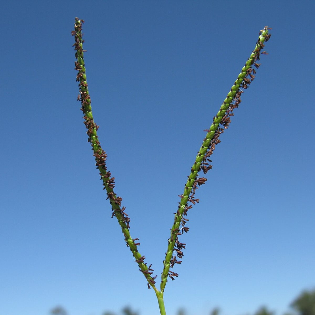 Photo by Harry Rose on Wikimedia Commons (CC BY 2.0) Bahiagrass grass, Seed head, two branches in a V