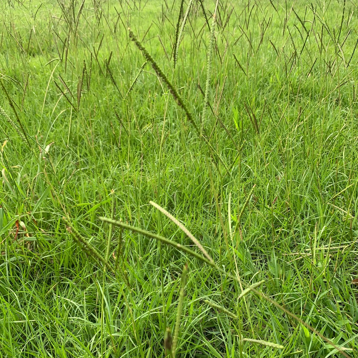 Photo by 岸本年郎 on iNaturalist (CC BY 4.0) Bahiagrass grass, Established lawn under its own seed heads