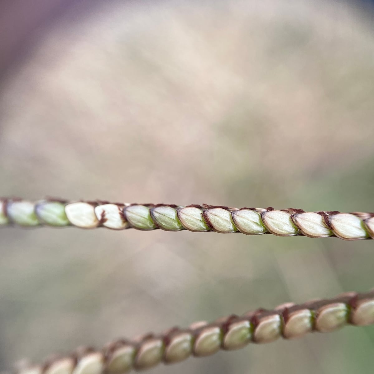 Photo by Zihao Wang on iNaturalist (CC BY 4.0) Bahiagrass grass, Seed, round and shiny, paired in two rows