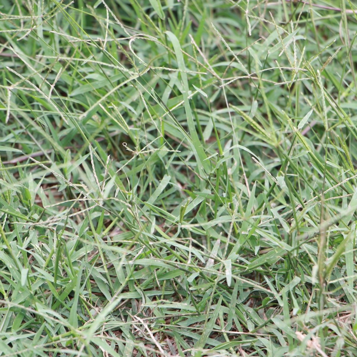 Established bermudagrass turf