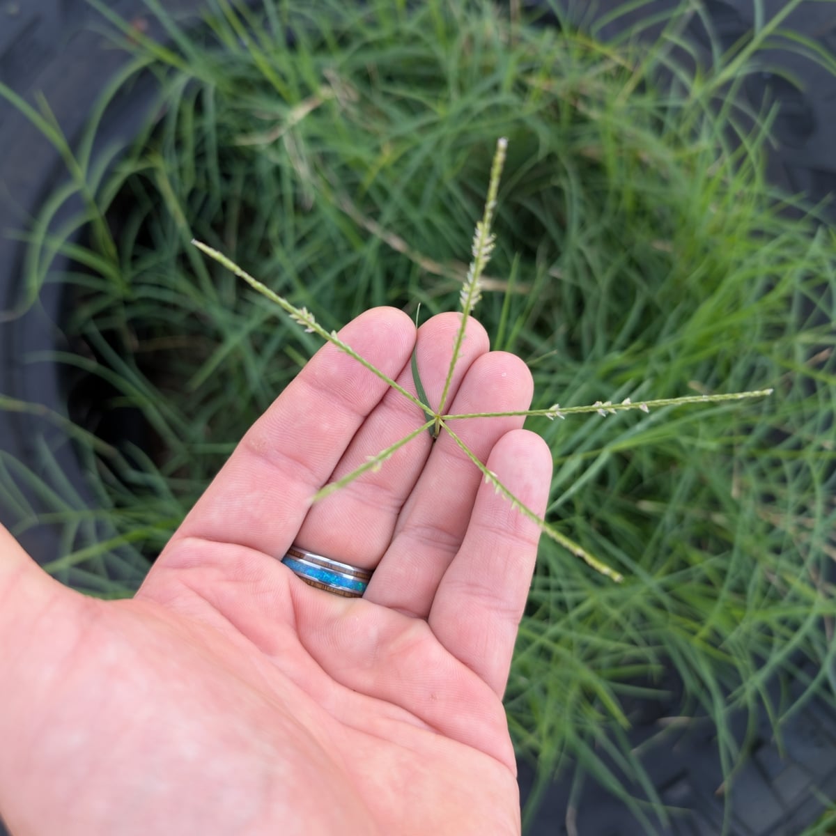 Bermudagrass grass, Seed head, finger-like spikes from one point