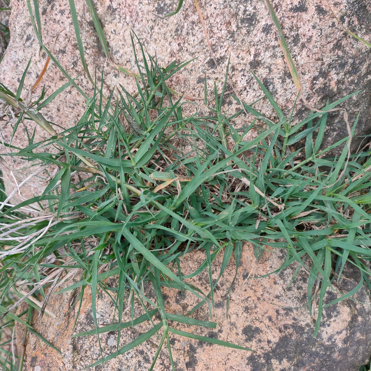 Bermudagrass grass, Stolon, runner rooting at every node