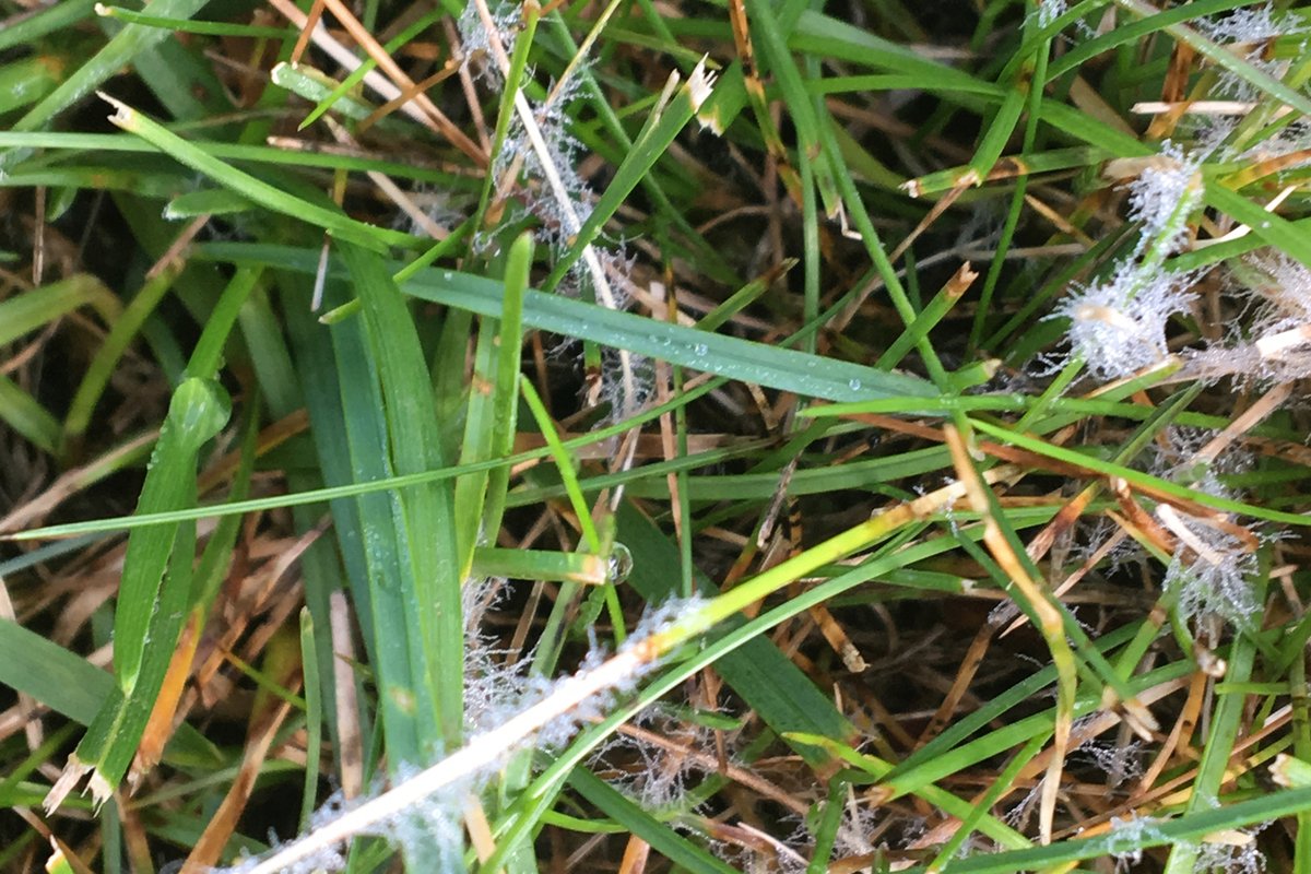 Fine white cottony fungal threads spread across green grass blades in early morning dew