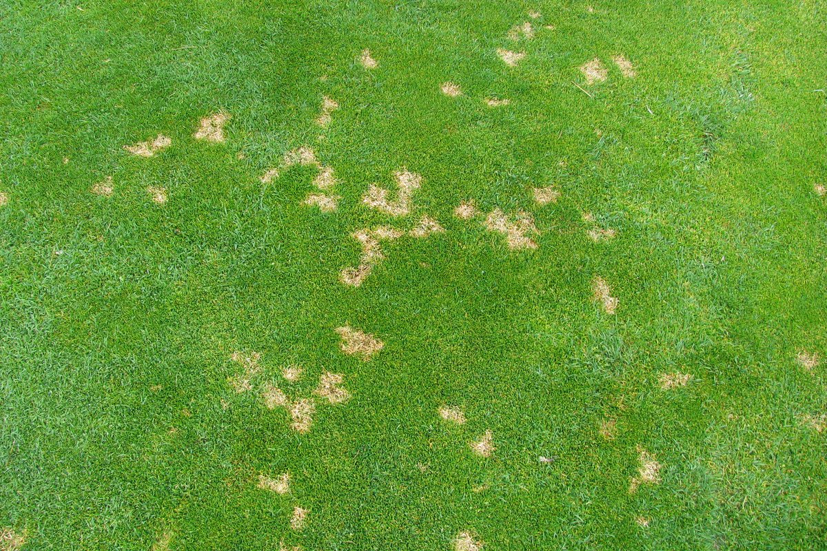 Mown turf scattered with small round bleached tan spots roughly the size of a silver dollar