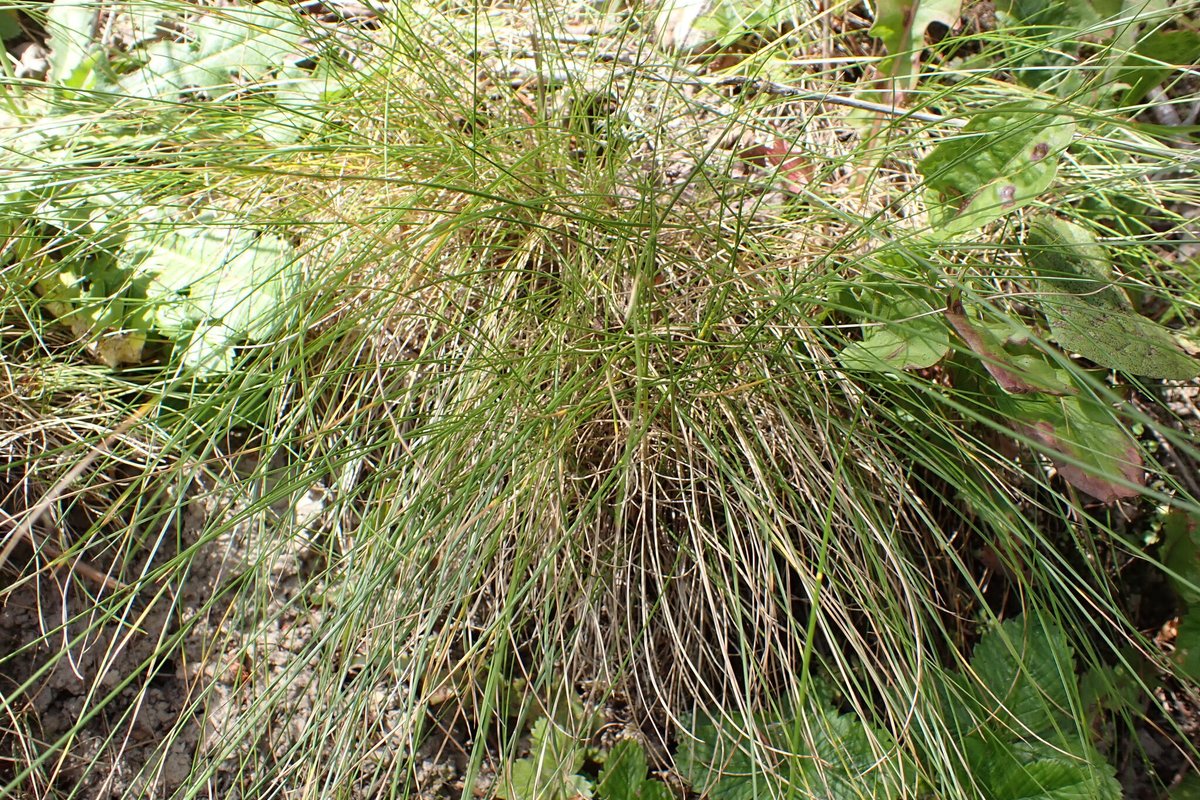 Chewings fescue growing as a single dense upright tuft of fine blades