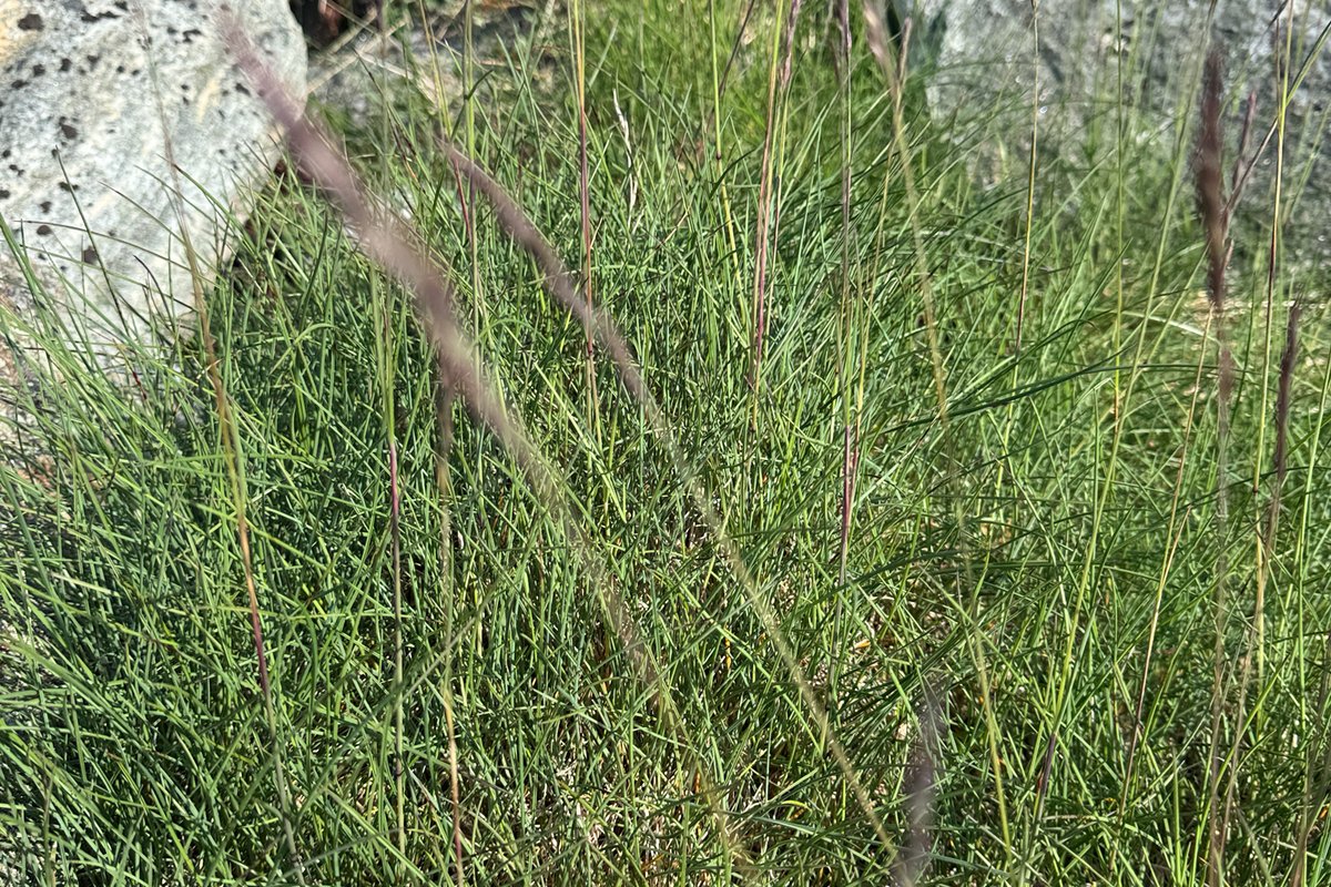 Dense stand of creeping red fescue with very fine needle-like blades