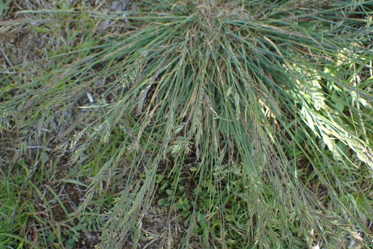Hard fescue growing as a blue-green tuft of stiff fine blades on dry gravelly ground