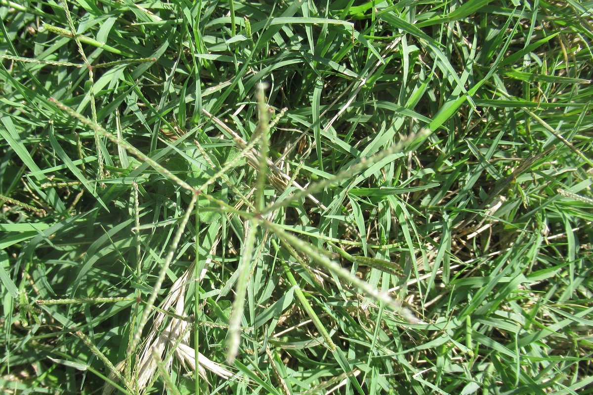 Photo by Linda Jo Conn on iNaturalist (CC BY 4.0) Close-up looking down into dense green bermuda turf where the blades overlap and no soil is visible