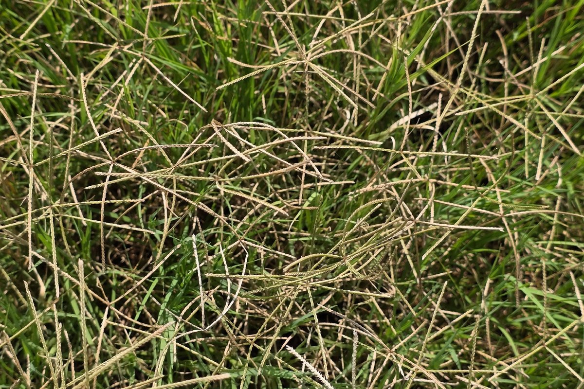 Photo by Brian Dickerson (aggie_wildlifer) on iNaturalist (CC0) Thin stressed bermuda turf with tan dead stolons and bare soil showing between sparse green shoots