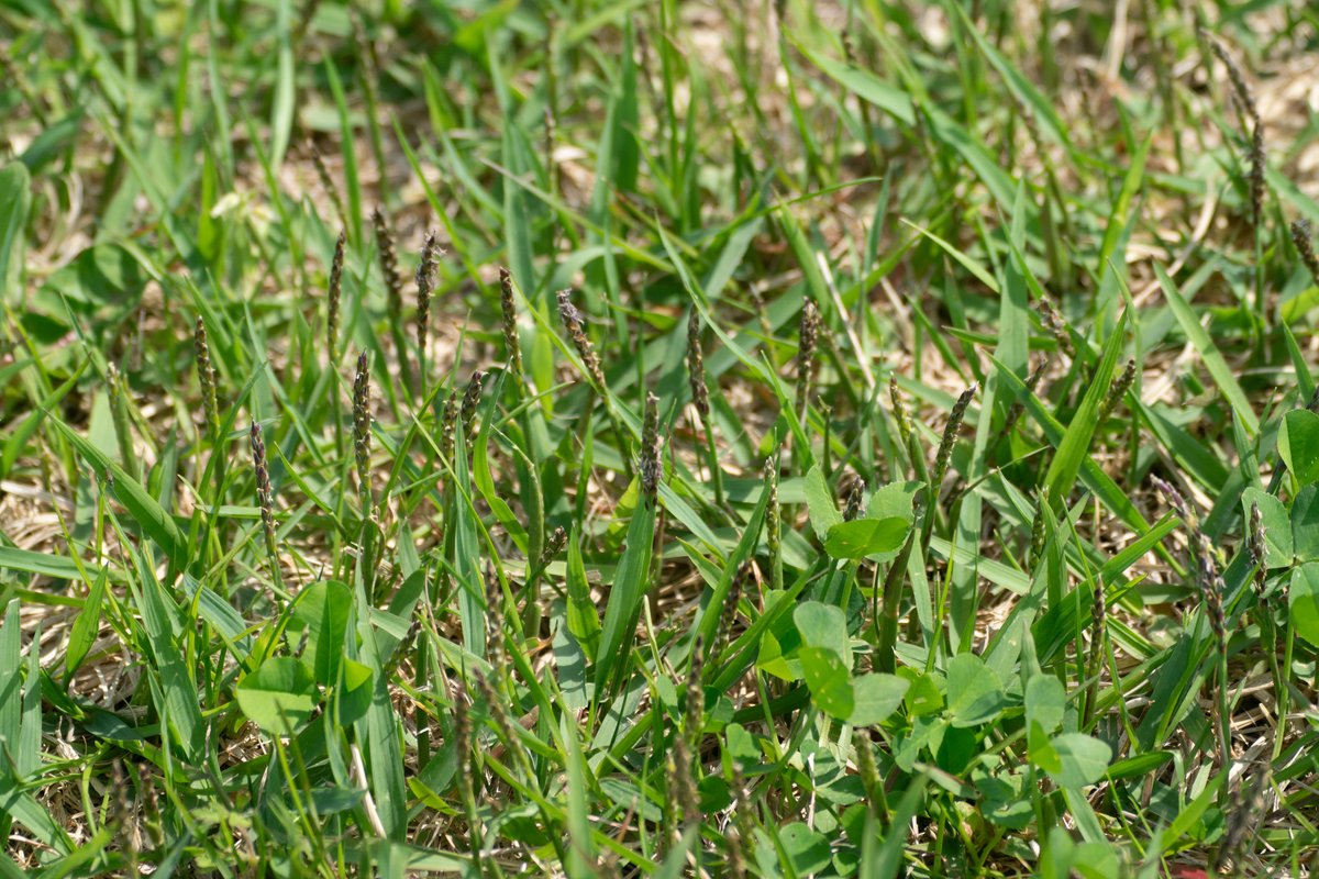 Zoysia japonica growing as a dense low turf stand, with stiff pointed blades and short seed spikes over a tan thatch layer