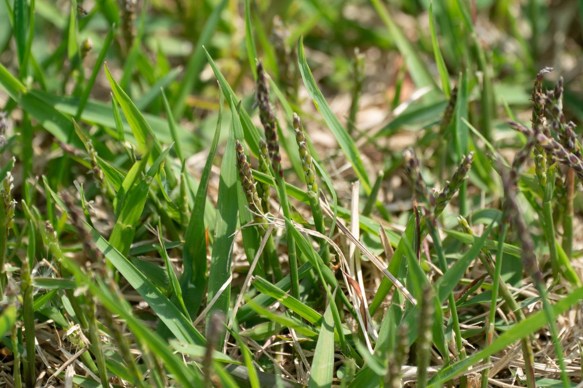 Close-up of Zoysia japonica leaf blades and short seed spikes, showing stiff medium-fine blades with sharply pointed tips