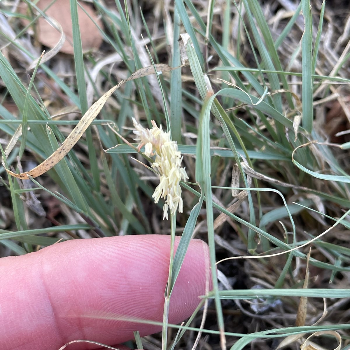 Buffalograss grass, Fine, gray-green curling blades