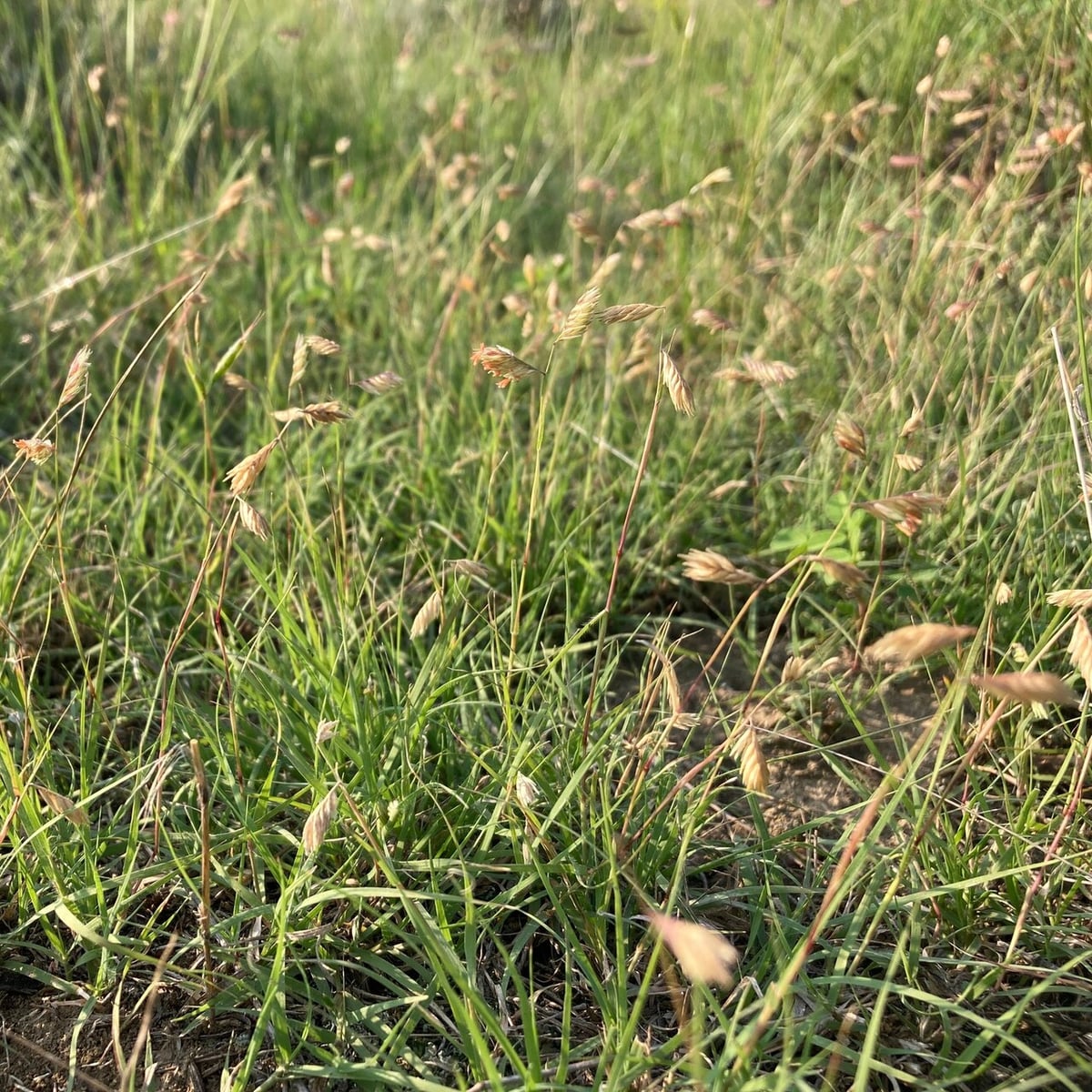 Buffalograss grass, Unirrigated stand going dormant