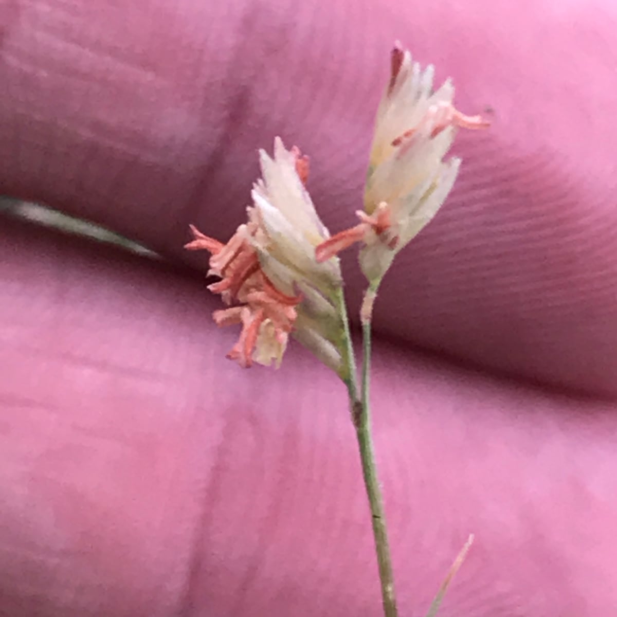 Buffalograss grass, Female seed head, a separate bur down in the canopy