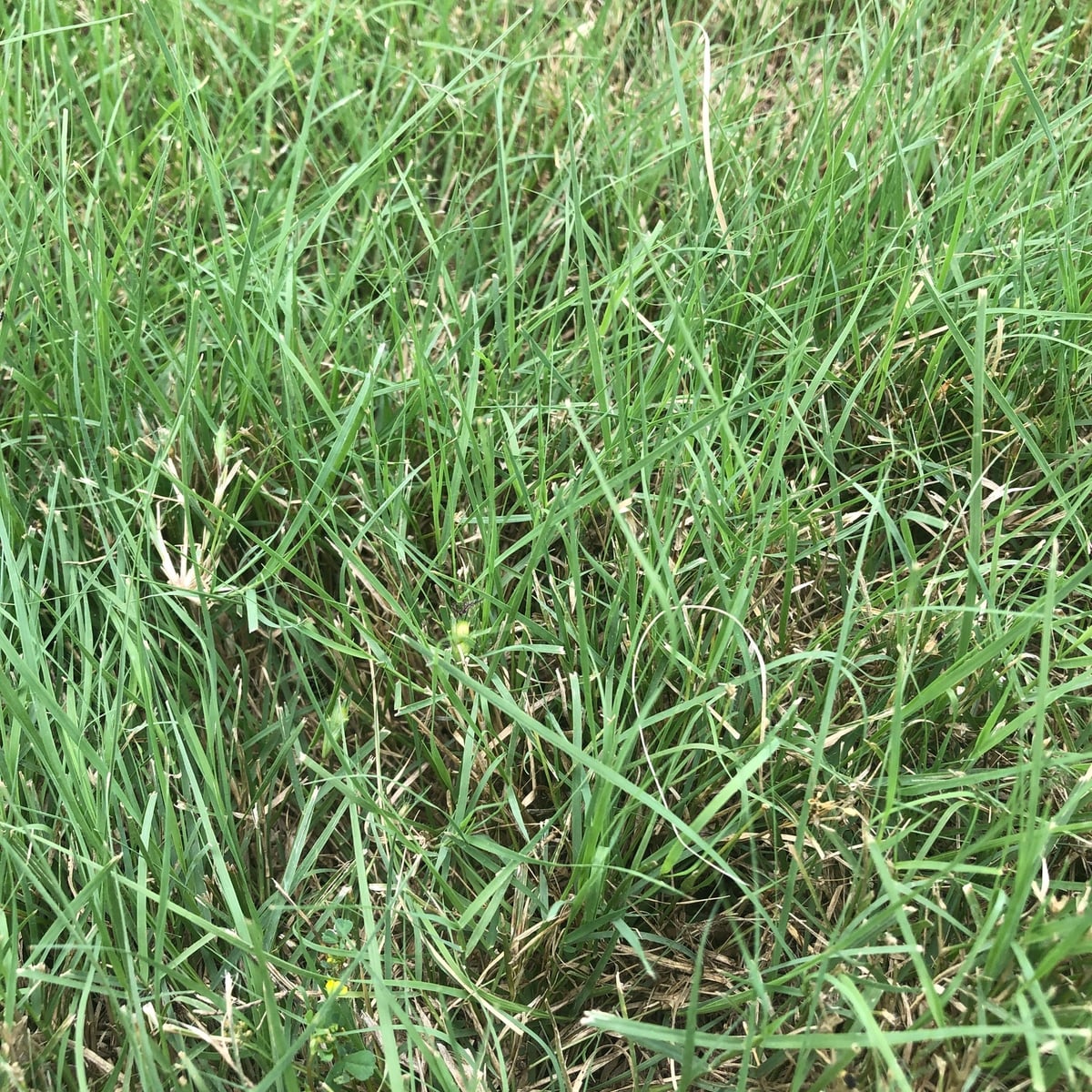 Buffalograss grass, Mown buffalograss lawn