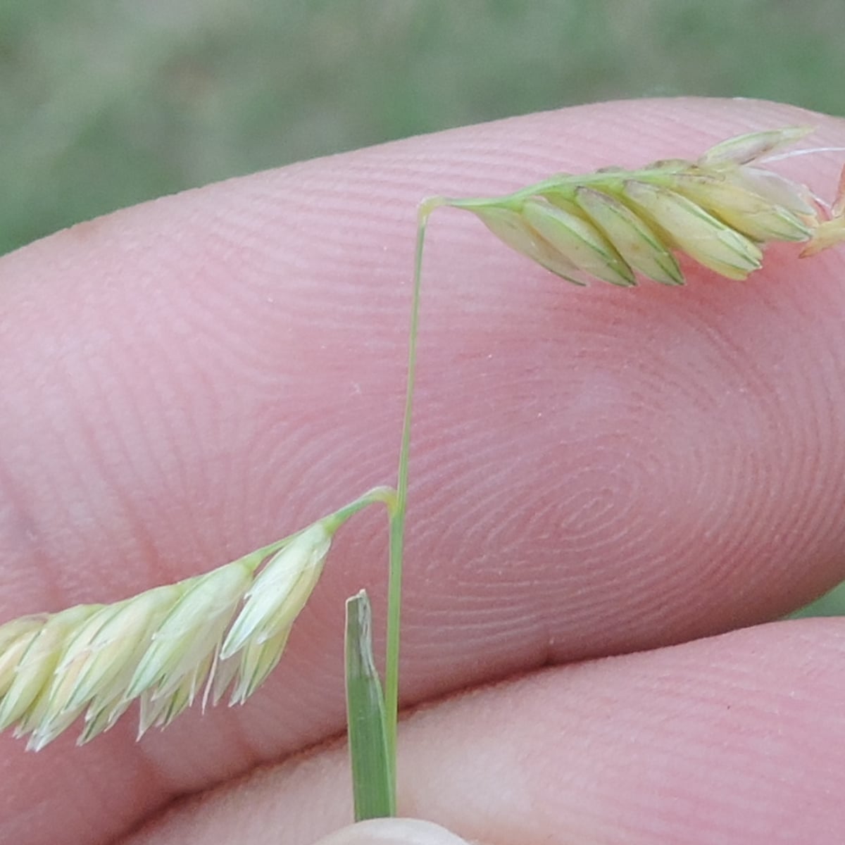 Buffalograss grass, Male seed head, one-sided comb on a short flag