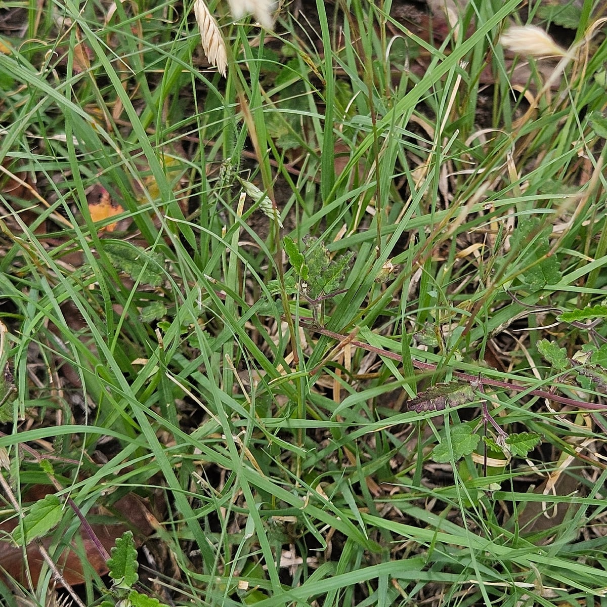 Reference photo of Buffalograss, Established lawn