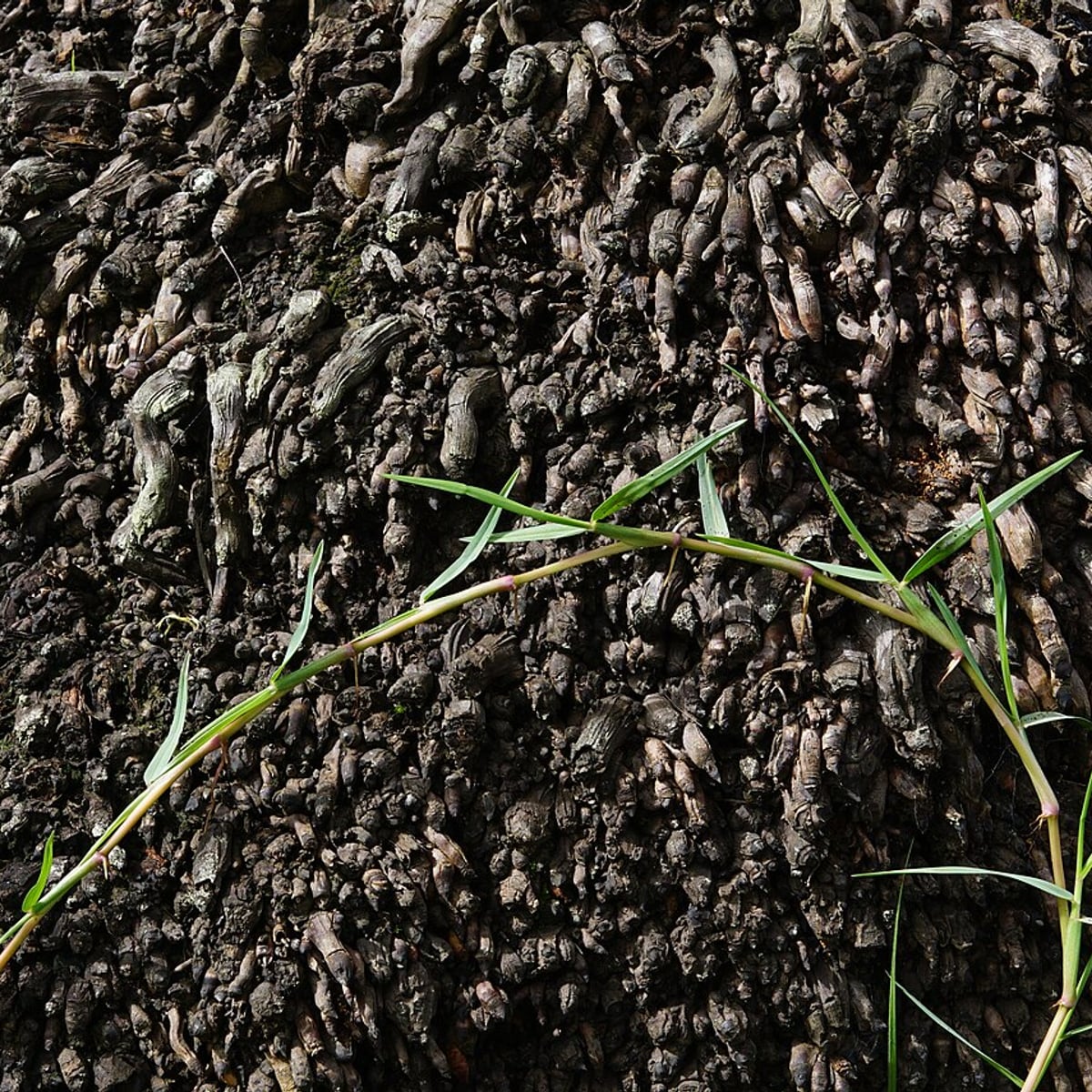 Centipede Grass grass, Runners spreading over bare soil