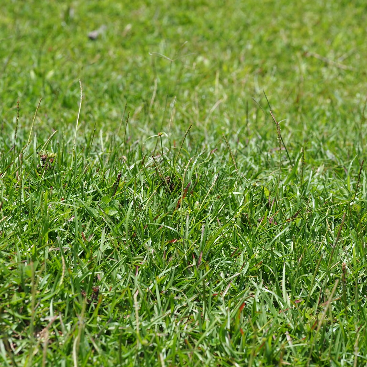 Reference photo of Centipede Grass, Established lawn