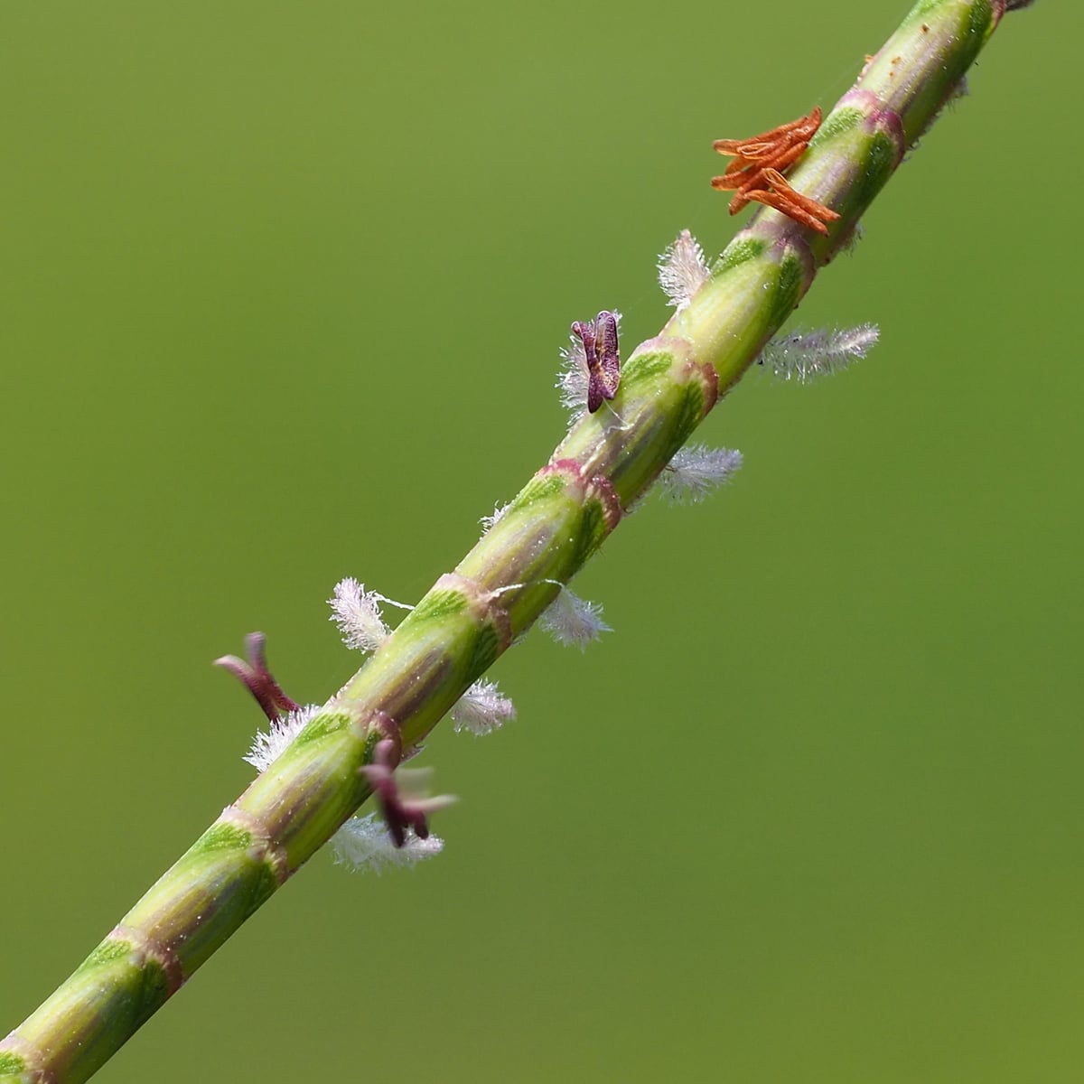 Centipede Grass grass, Seed head, a single spike raceme