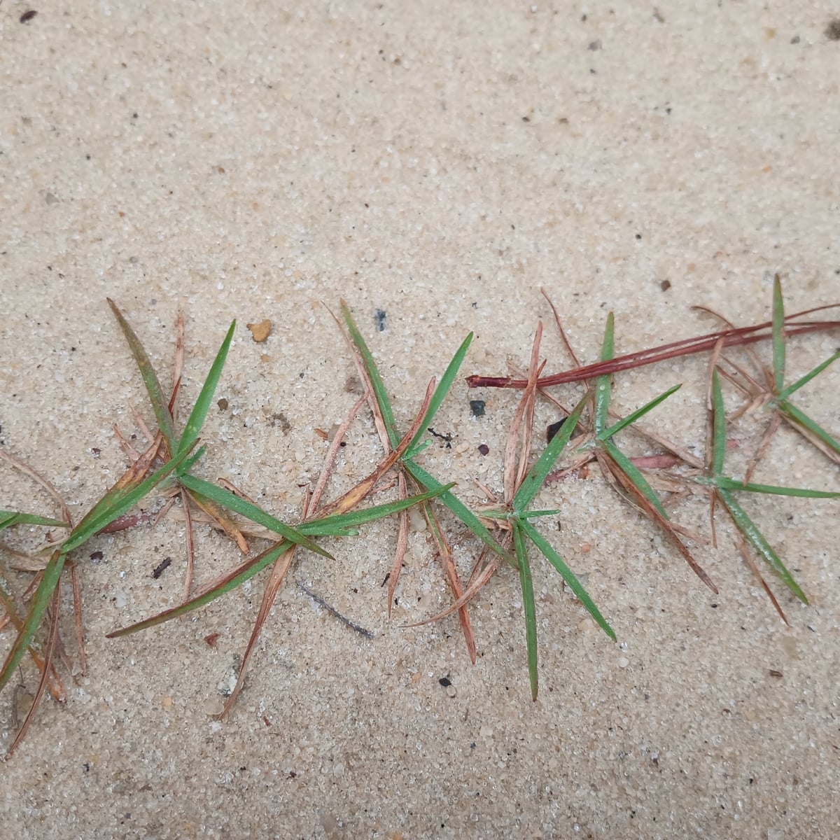 Centipede Grass grass, Stolon, short blades alternating along a red runner