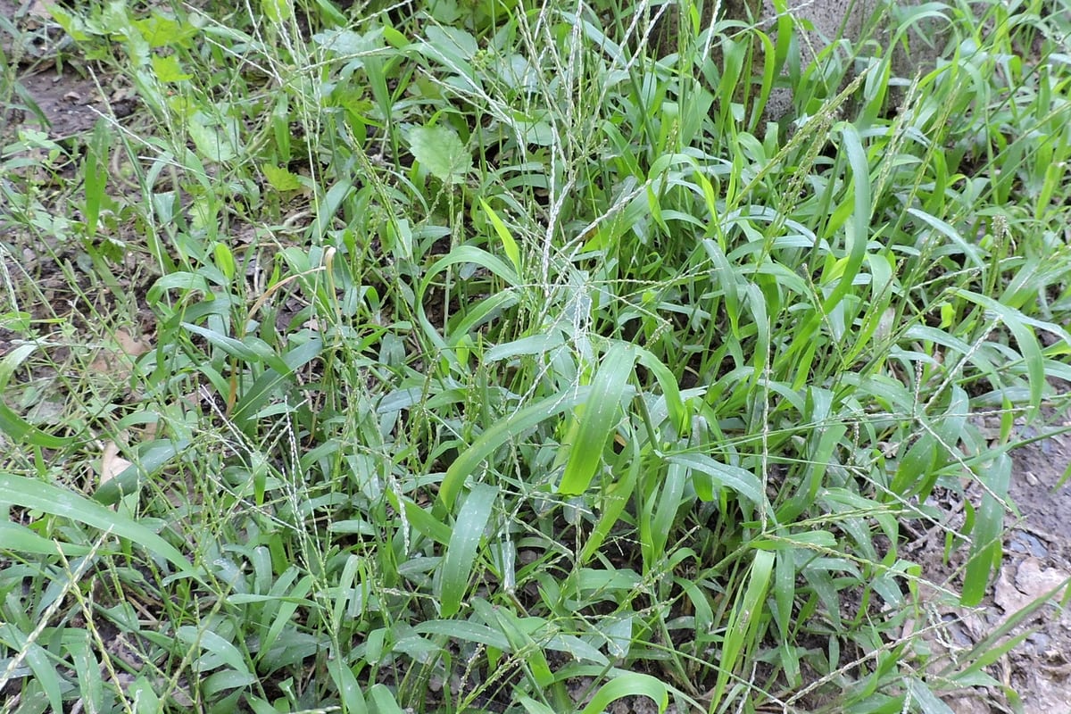 Crabgrass sprawling from one crown, wide pale blades and fine finger-like seed stalks