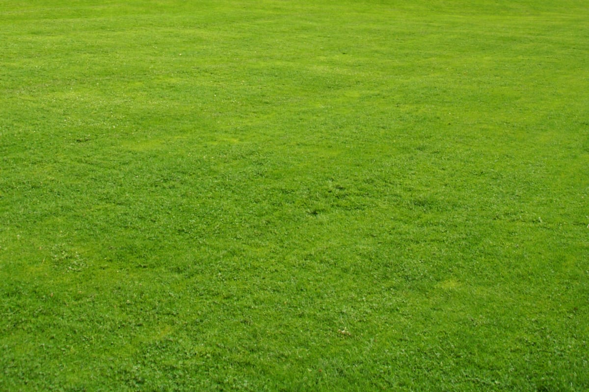Living lawn mowed edge to edge, with the colour variation real grass carries