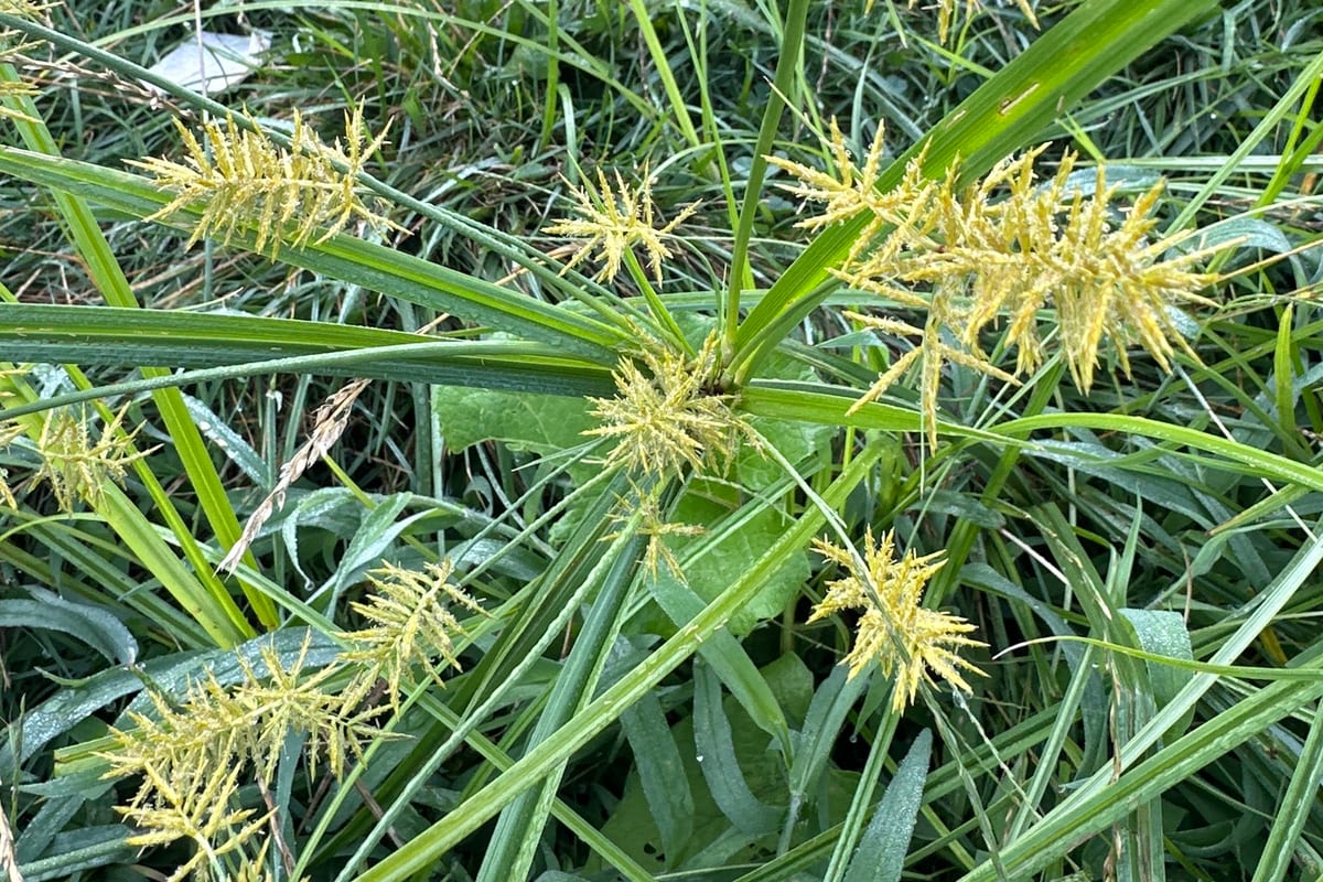 Photo by betsyyyy, cropped on iNaturalist (CC BY 4.0) Yellow nutsedge in turf, golden seed head over a whorl of thick glossy blades
