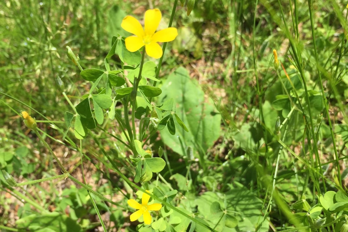 Photo by Patrick Leary, cropped on iNaturalist (CC BY 4.0) Oxalis in lawn grass, notched heart-shaped leaflets under five-petal yellow flowers
