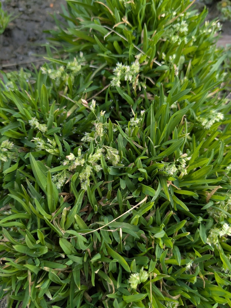 Annual bluegrass with pale seed heads