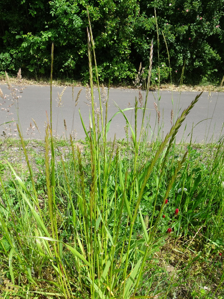 Annual ryegrass growing in a green clump