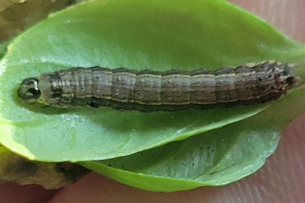 Fall armyworm caterpillar on a leaf