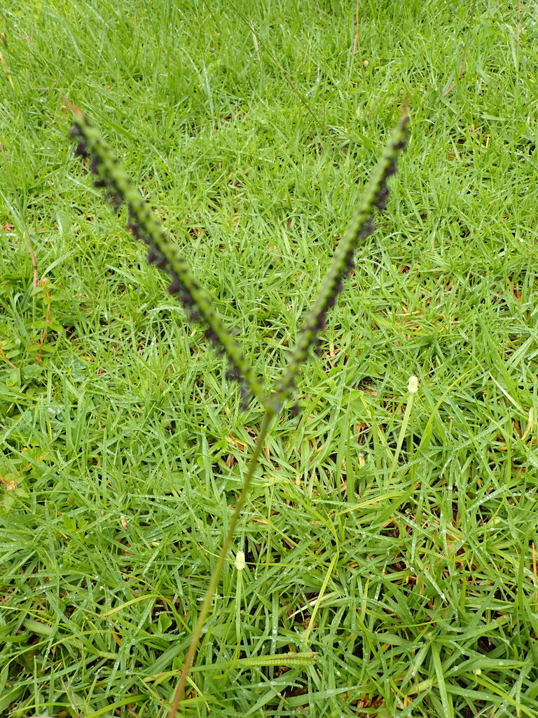 Bahiagrass with forked seed heads