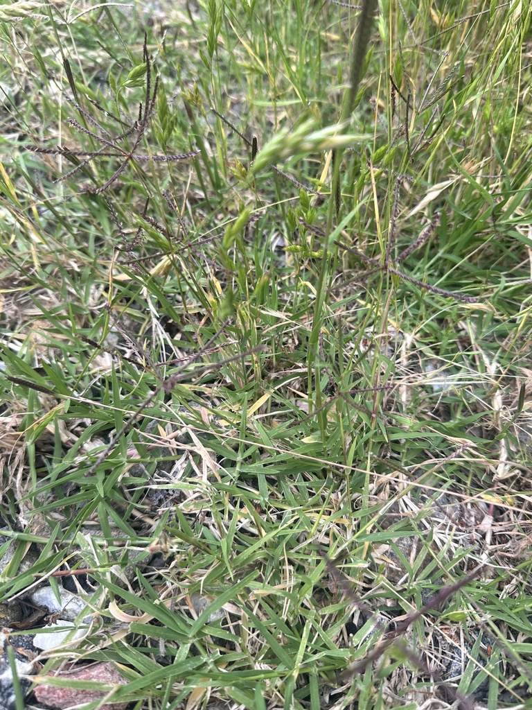 Bermudagrass blades and runners