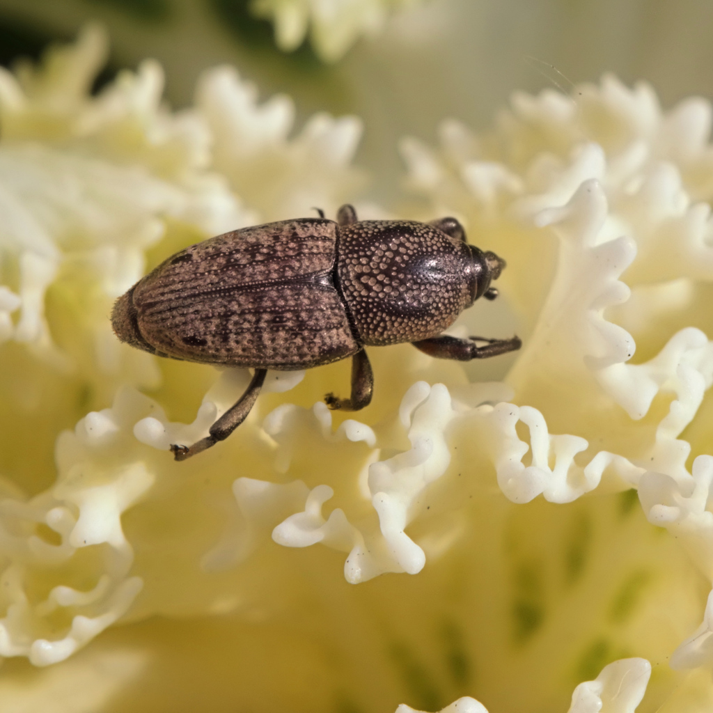 Adult billbug with a long snout