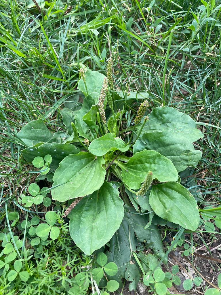 Broadleaf plantain leaves in a lawn