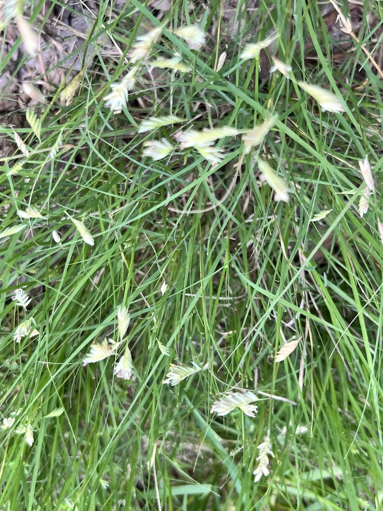 Buffalograss blades and seed heads