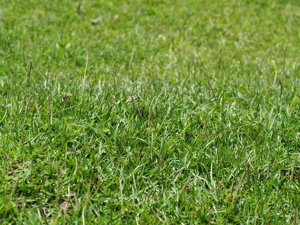 Centipedegrass lawn