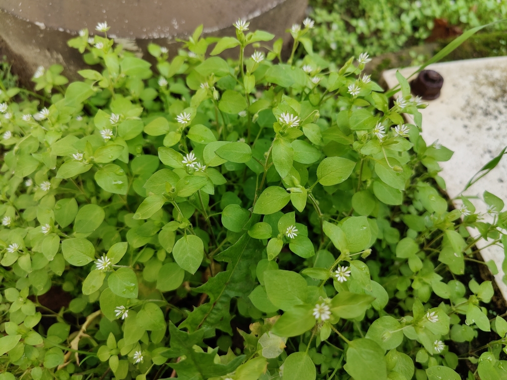 Common chickweed leaves and small white flowers
