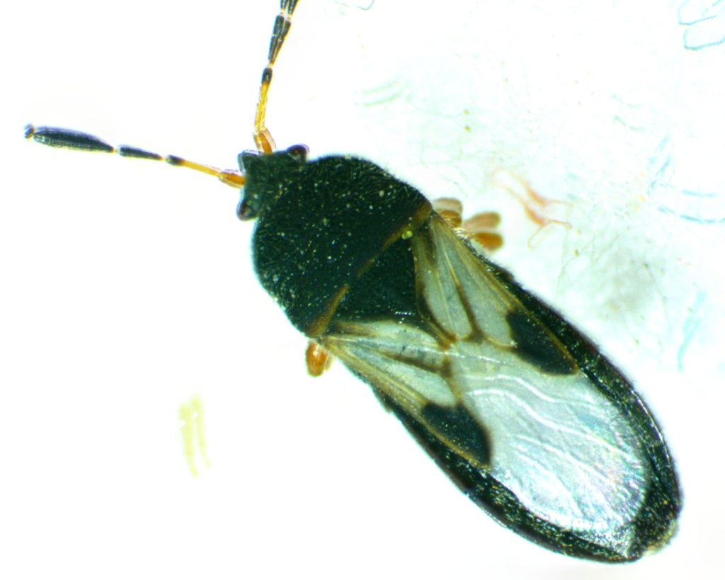 Adult chinch bug with white wing patches