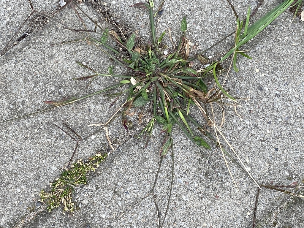 Crabgrass spreading from a central clump