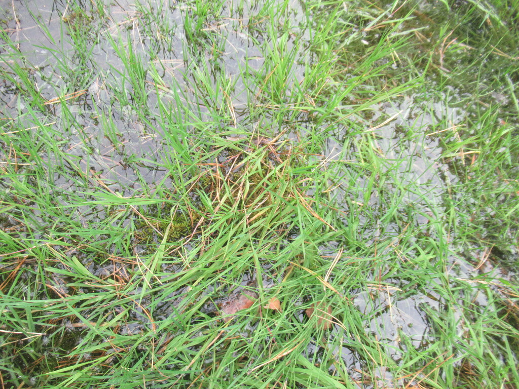 Creeping bentgrass blades and fine seed heads