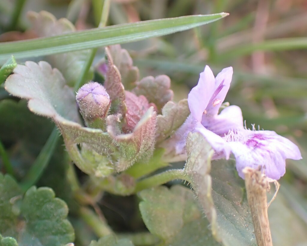 Creeping Charlie with purple flowers and rounded leaves
