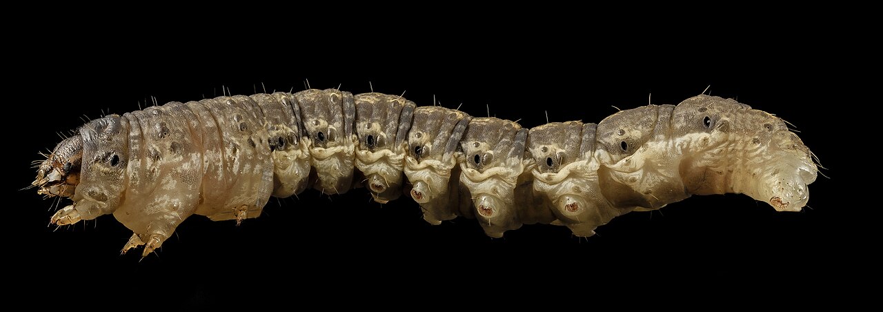Black cutworm caterpillar, side view