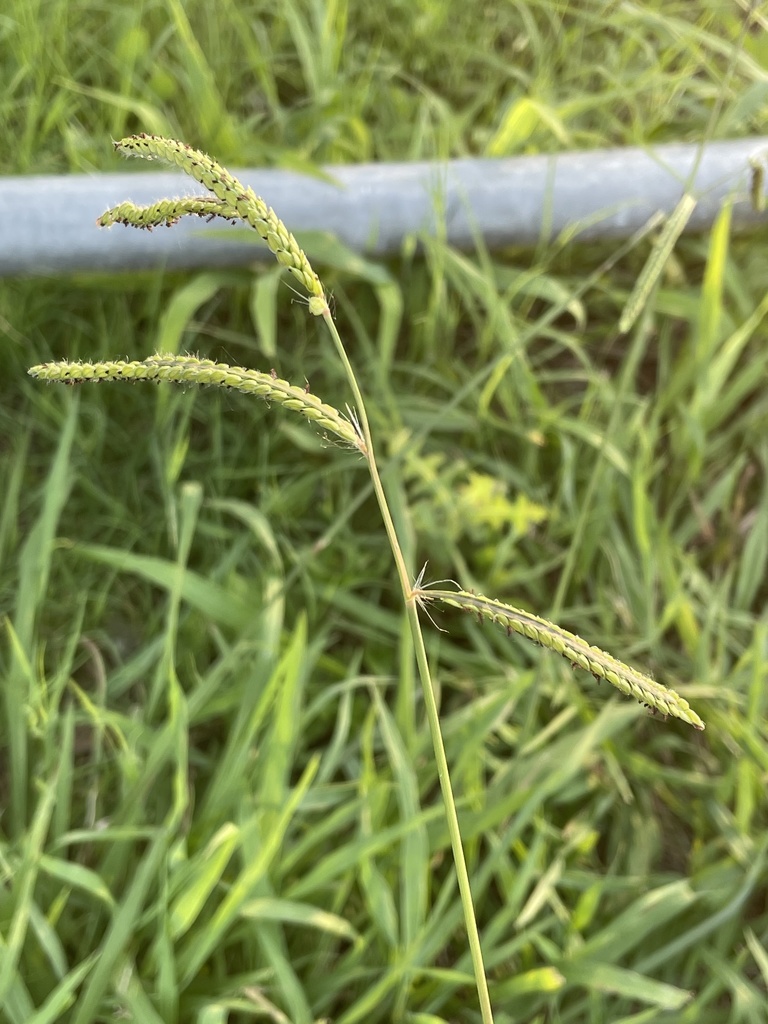 Dallisgrass seed stalk with drooping racemes above grass